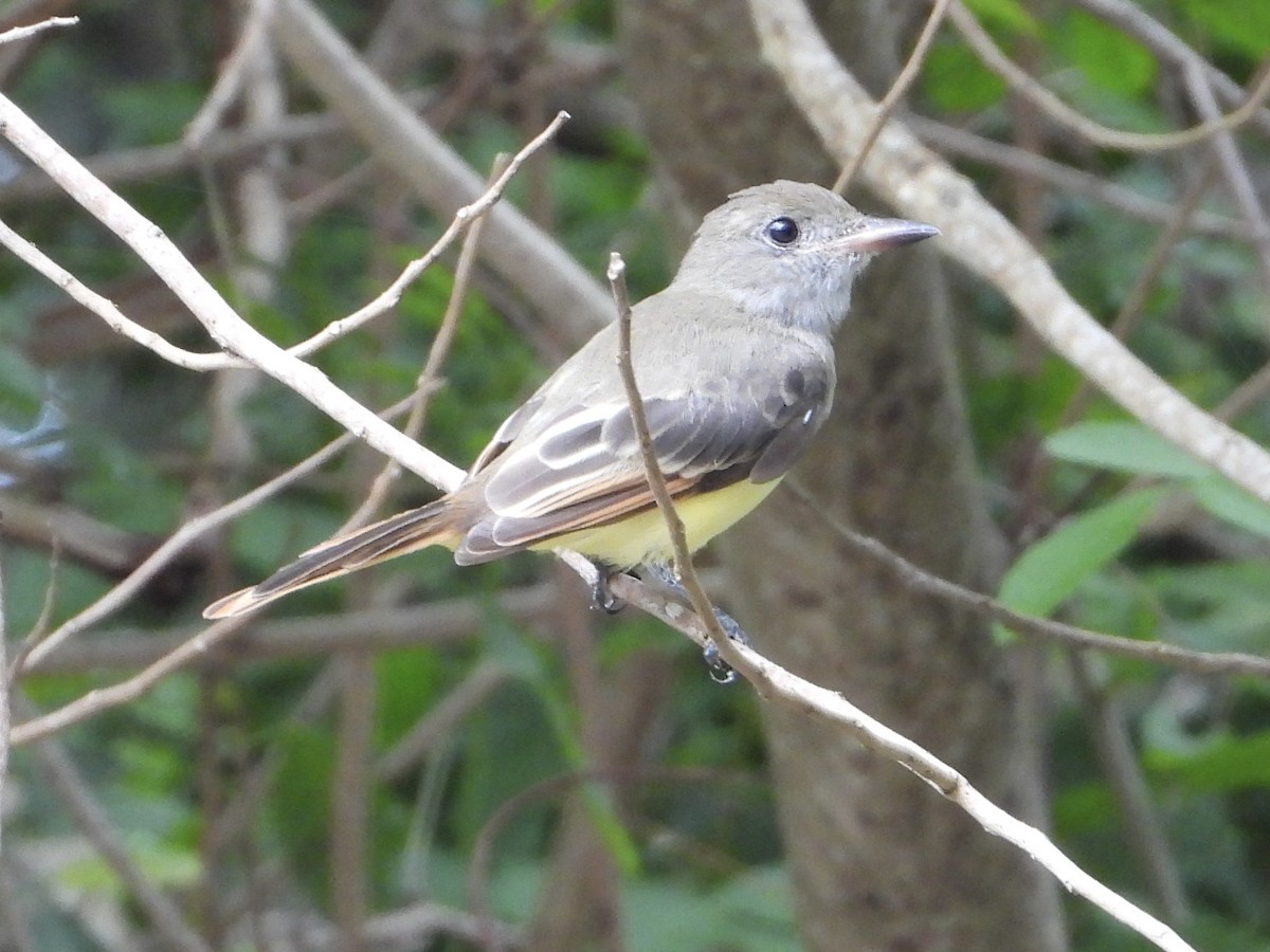 Great Crested Flycatcher - ML598254331