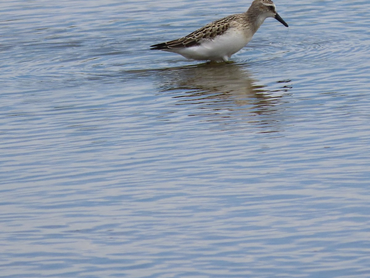 Semipalmated Sandpiper - ML598254591