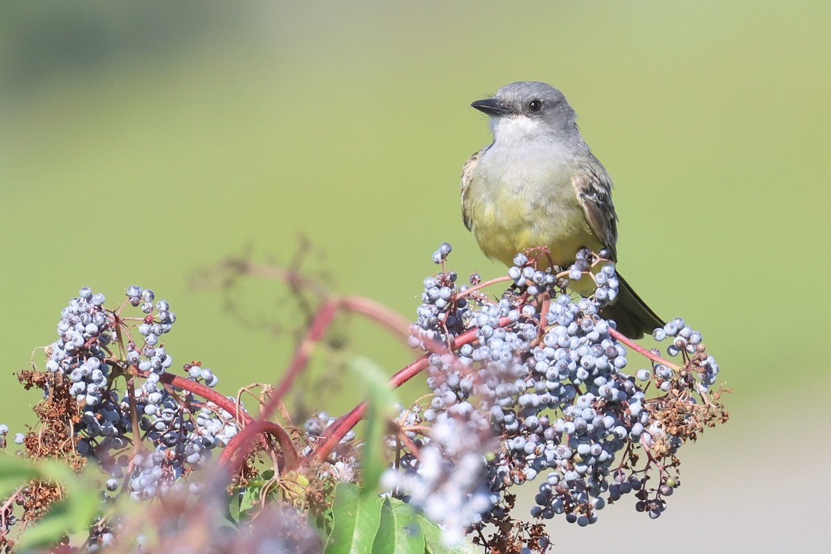 Cassin's Kingbird - Tom Fangrow