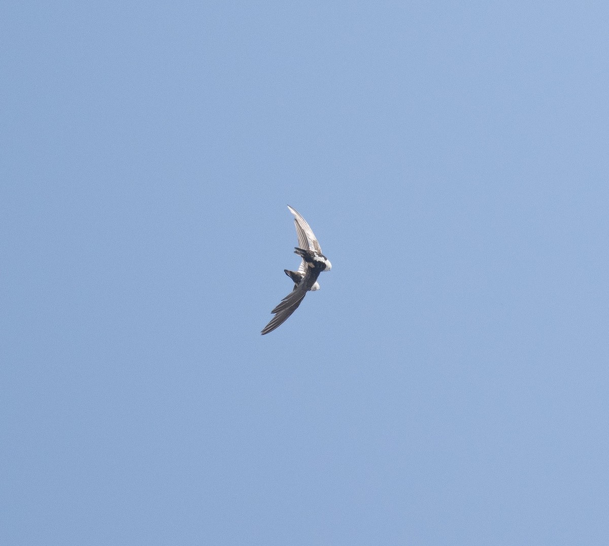 White-throated Swift - Marc Regnier