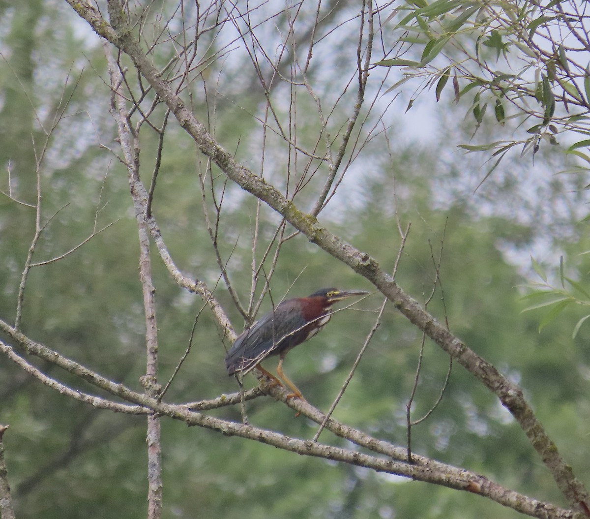 Green Heron - ML598256241