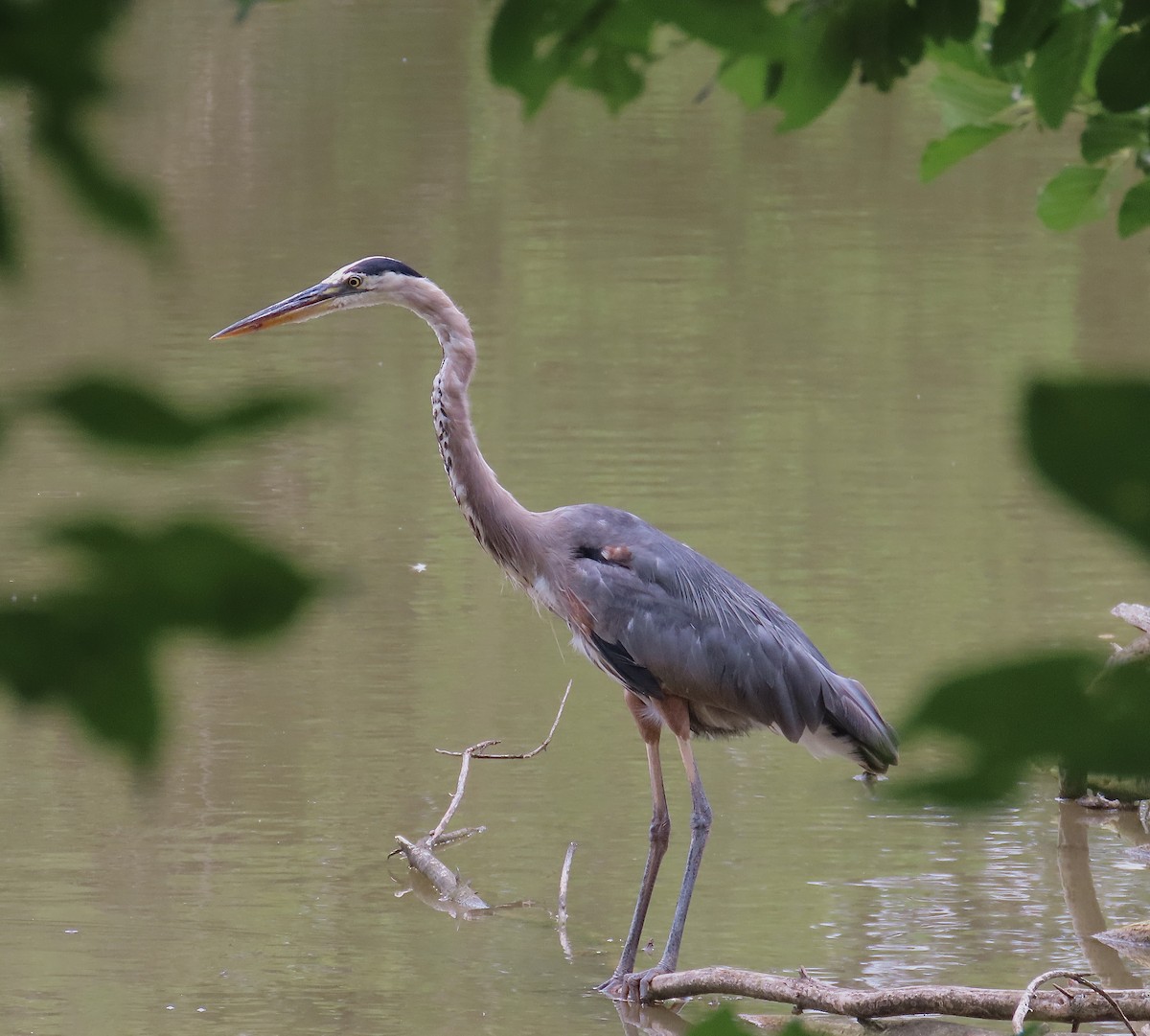 Great Blue Heron - ML598256301
