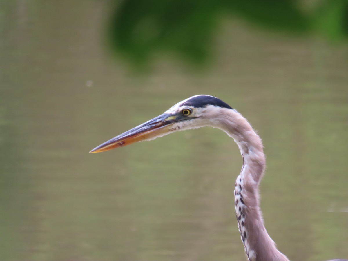 Great Blue Heron - ML598256311