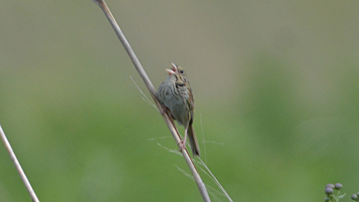 Henslow's Sparrow - ML59825651