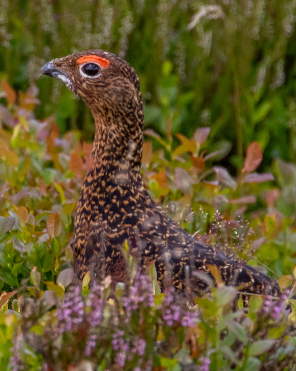 Willow Ptarmigan (Red Grouse) - Chris Tosdevin