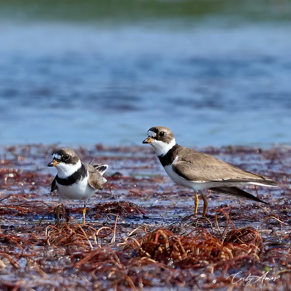 Semipalmated Plover - Corby Amos