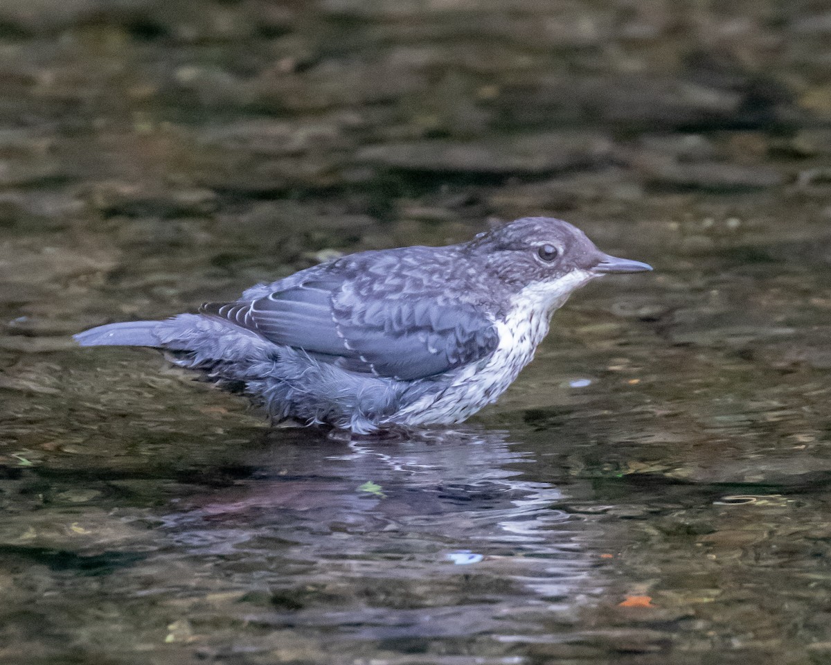 White-throated Dipper - Chris Tosdevin