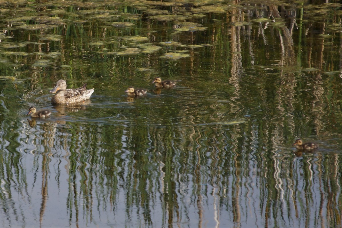 Northern Shoveler - Maxwell Ramey