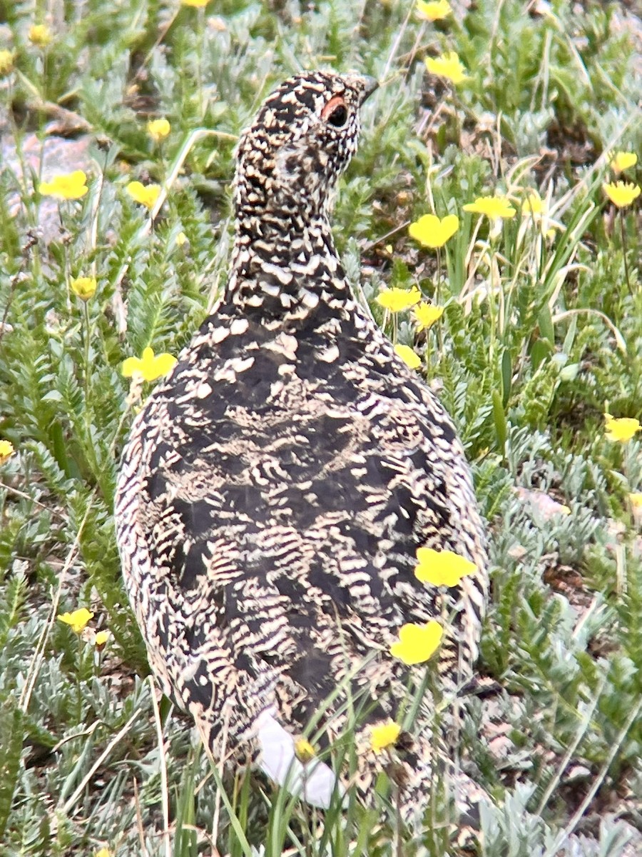 White-tailed Ptarmigan - ML598261221