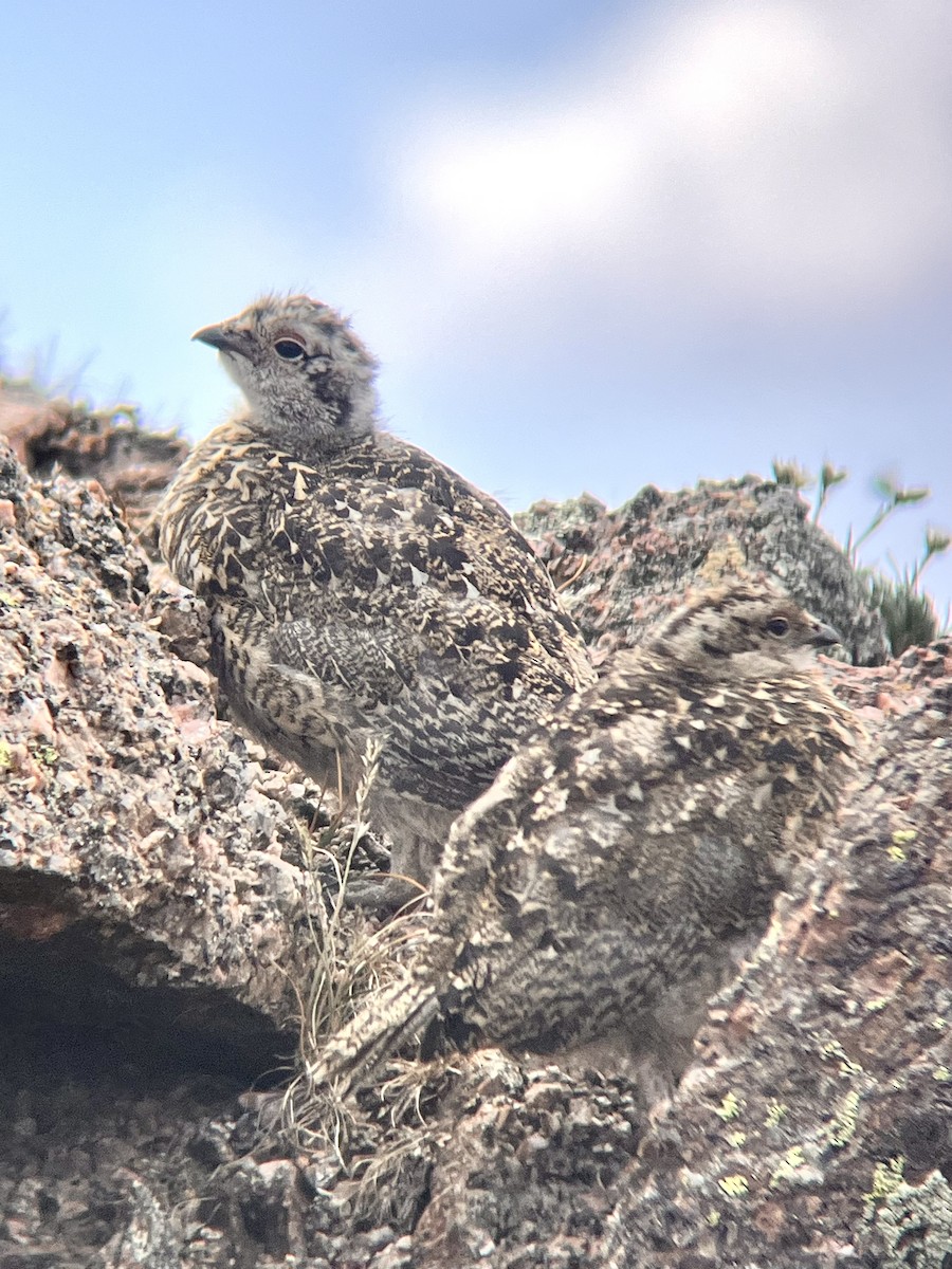 White-tailed Ptarmigan - ML598261261