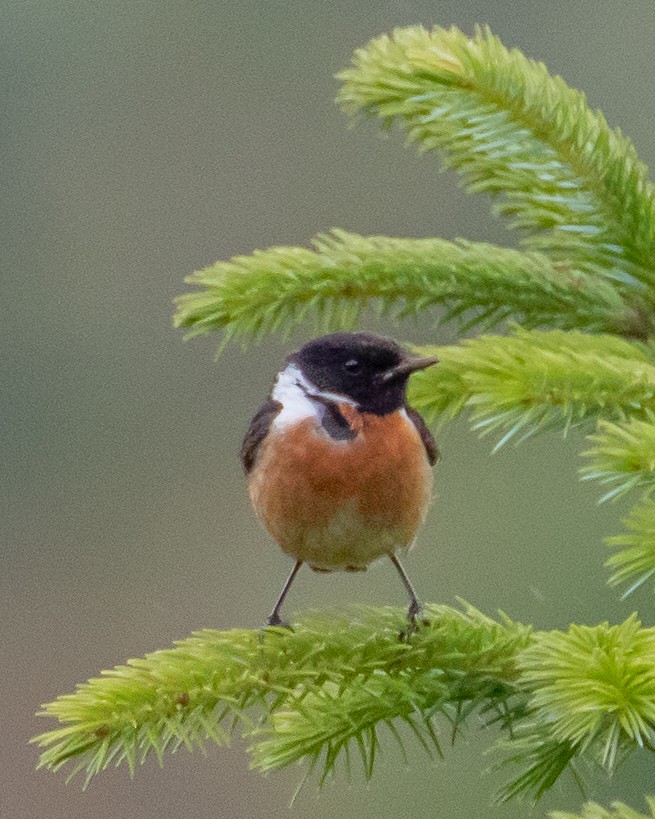 European Stonechat - Chris Tosdevin