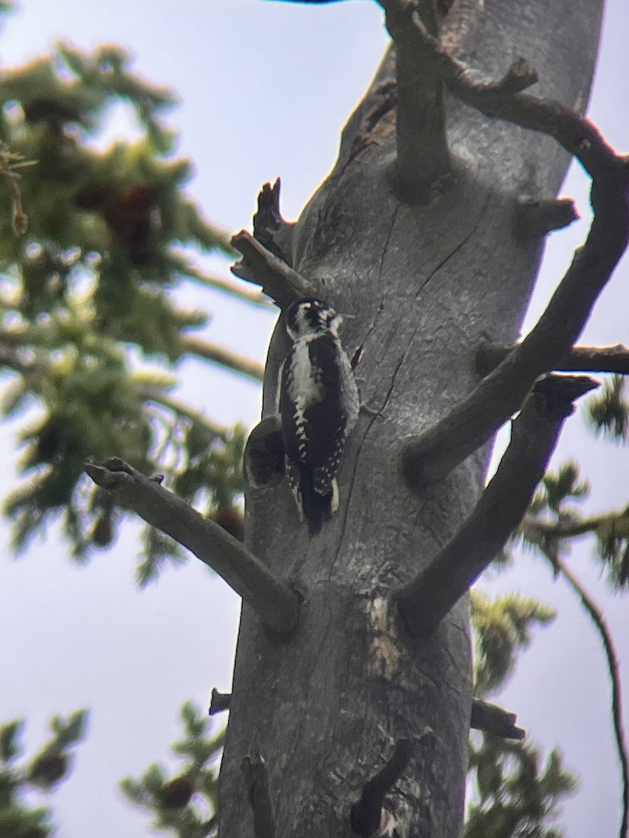 American Three-toed Woodpecker - ML598261451