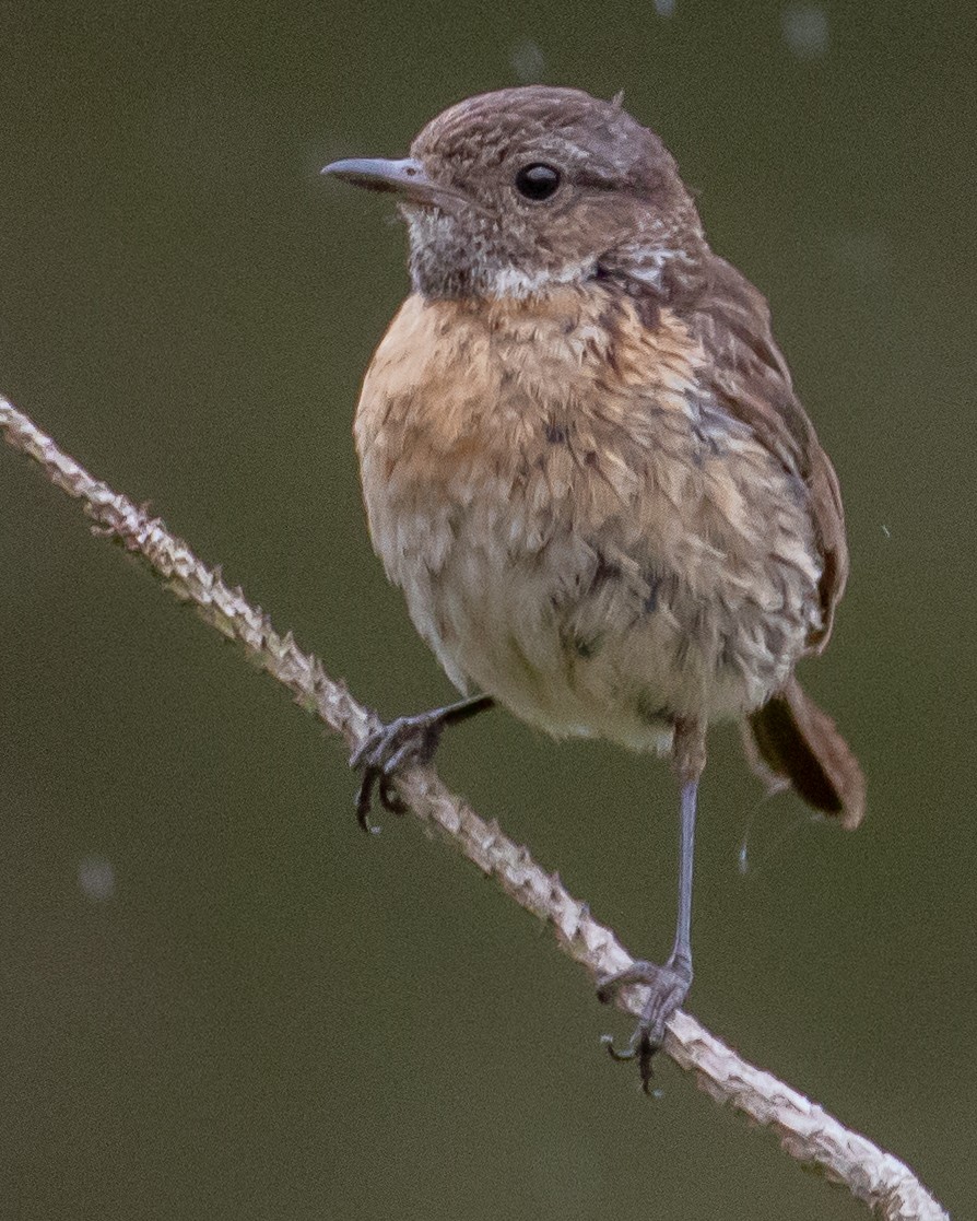 European Stonechat - Chris Tosdevin