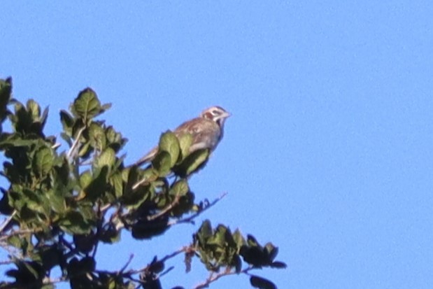 Lark Sparrow - Robert  Horn