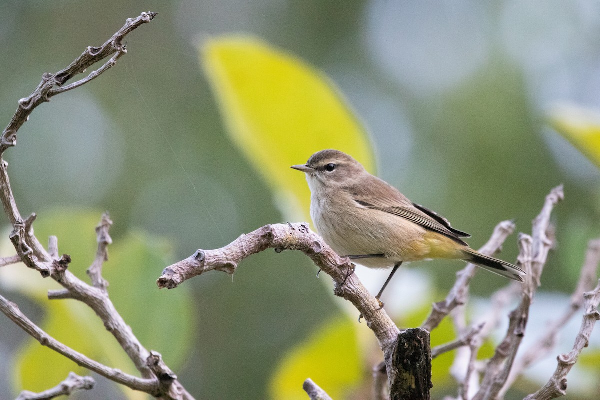 Palm Warbler - ML598262831