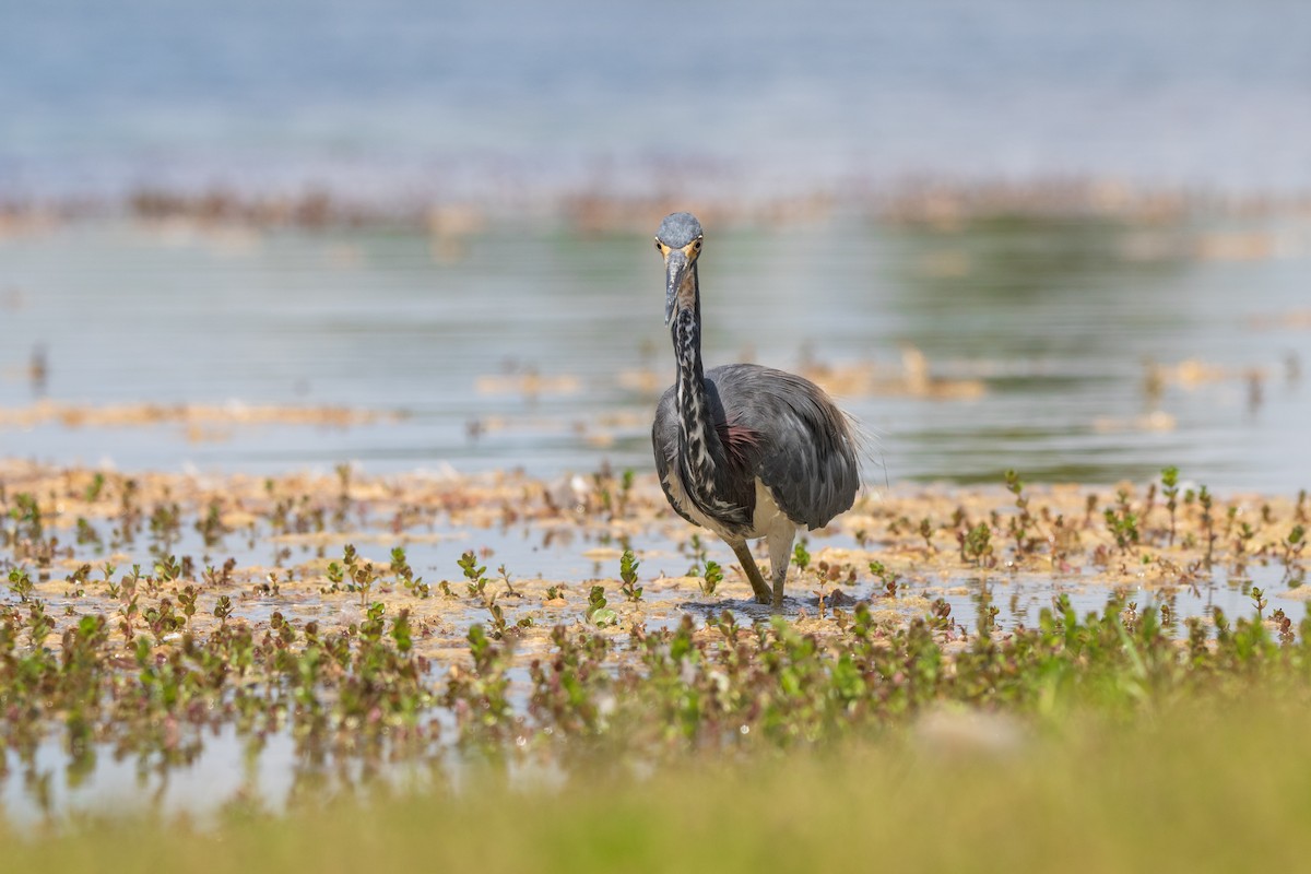 Tricolored Heron - ML598263161