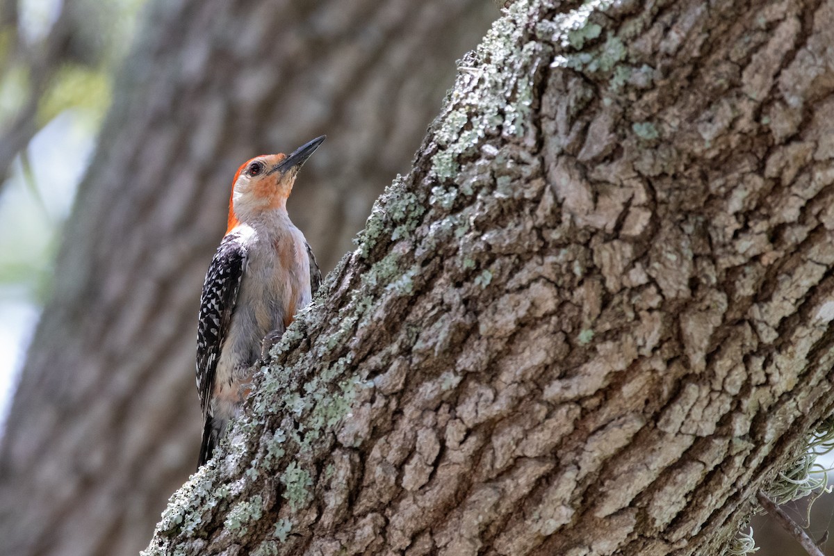 Red-bellied Woodpecker - ML598263231