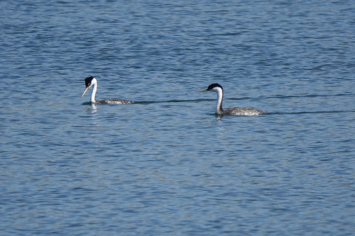 Western Grebe - Tom McElfresh