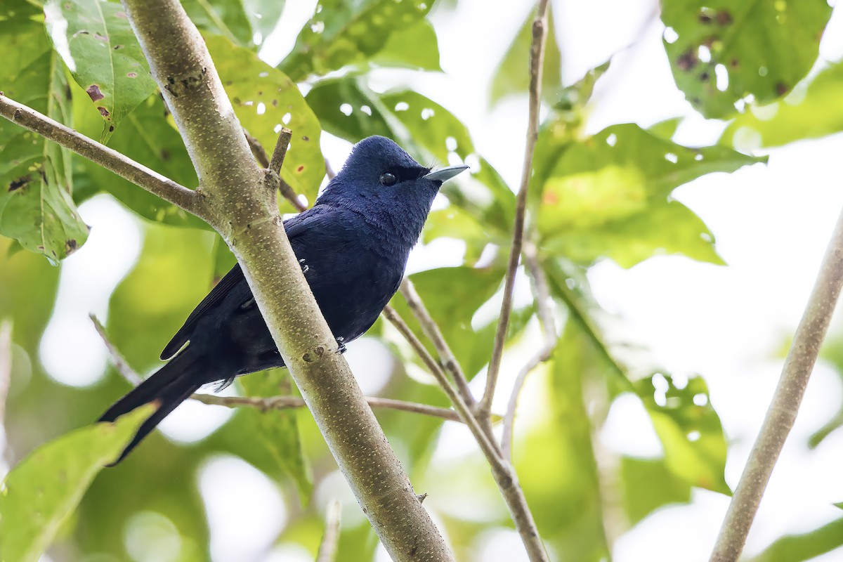 Biak Flycatcher - ML598263801