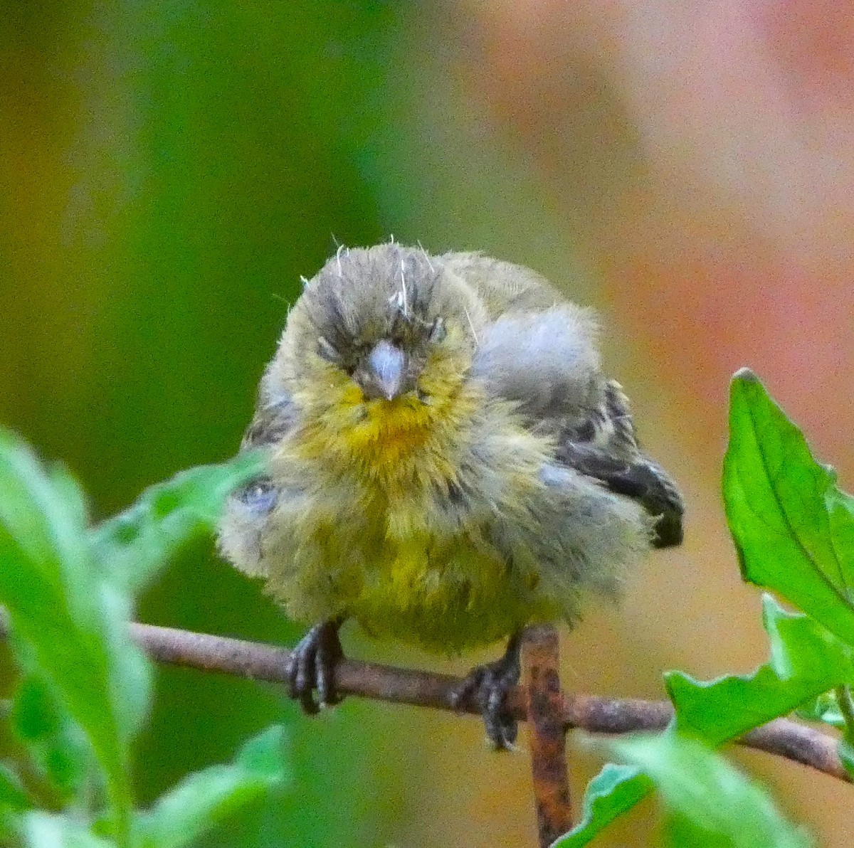 Lesser Goldfinch - Duane Lindala