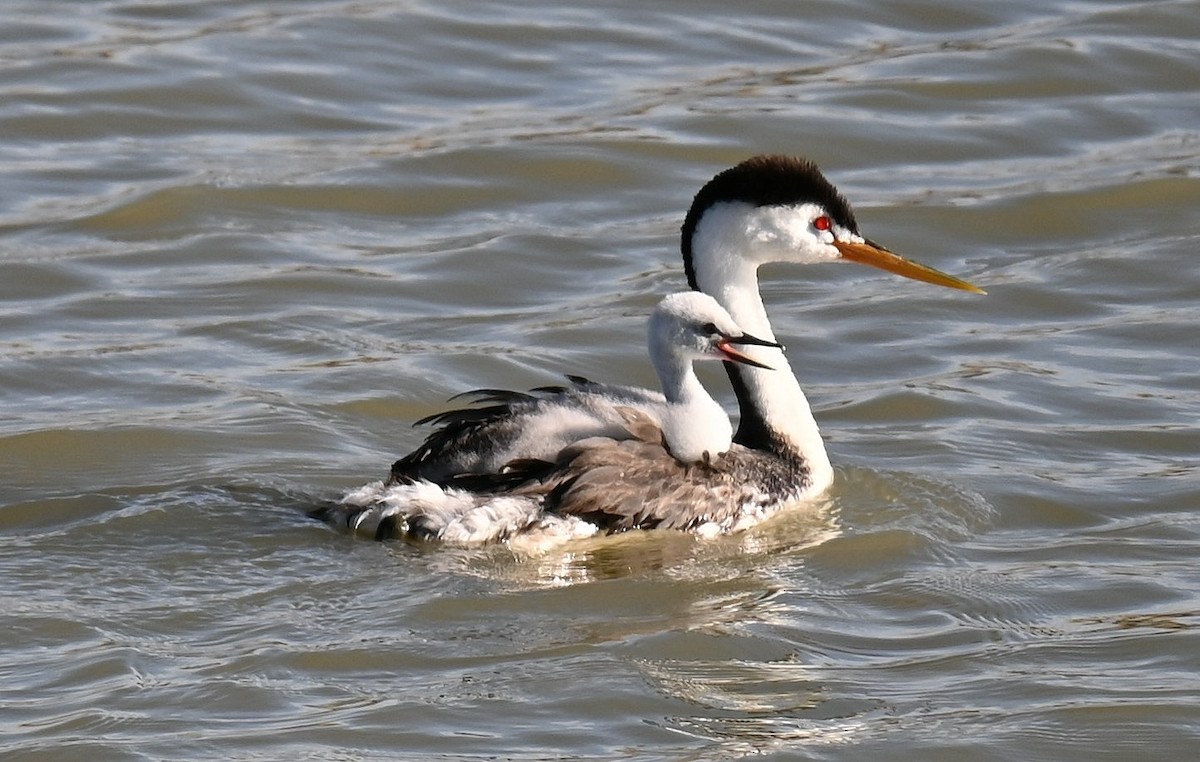 Clark's Grebe - ML598264041