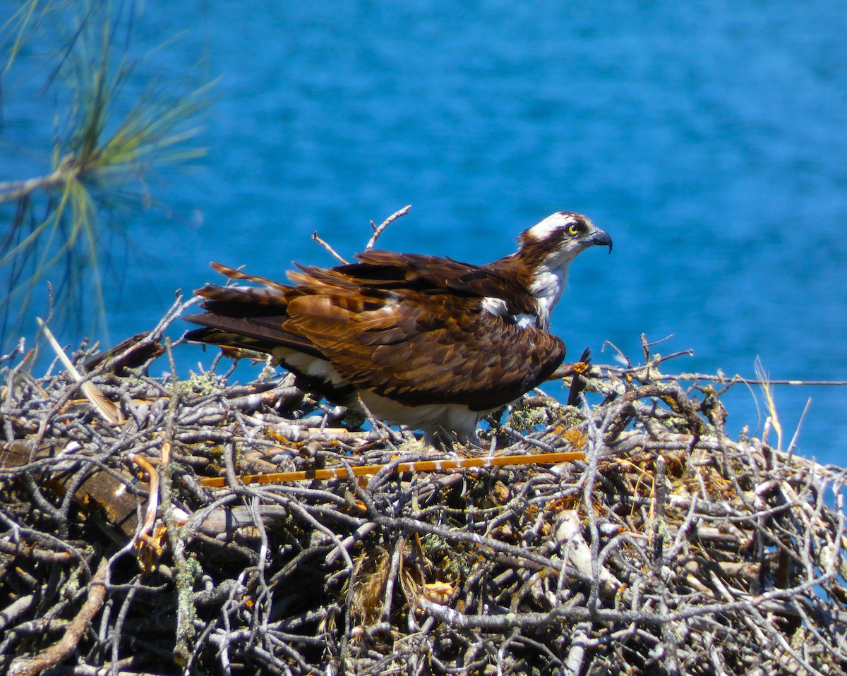 Águila Pescadora - ML598264251