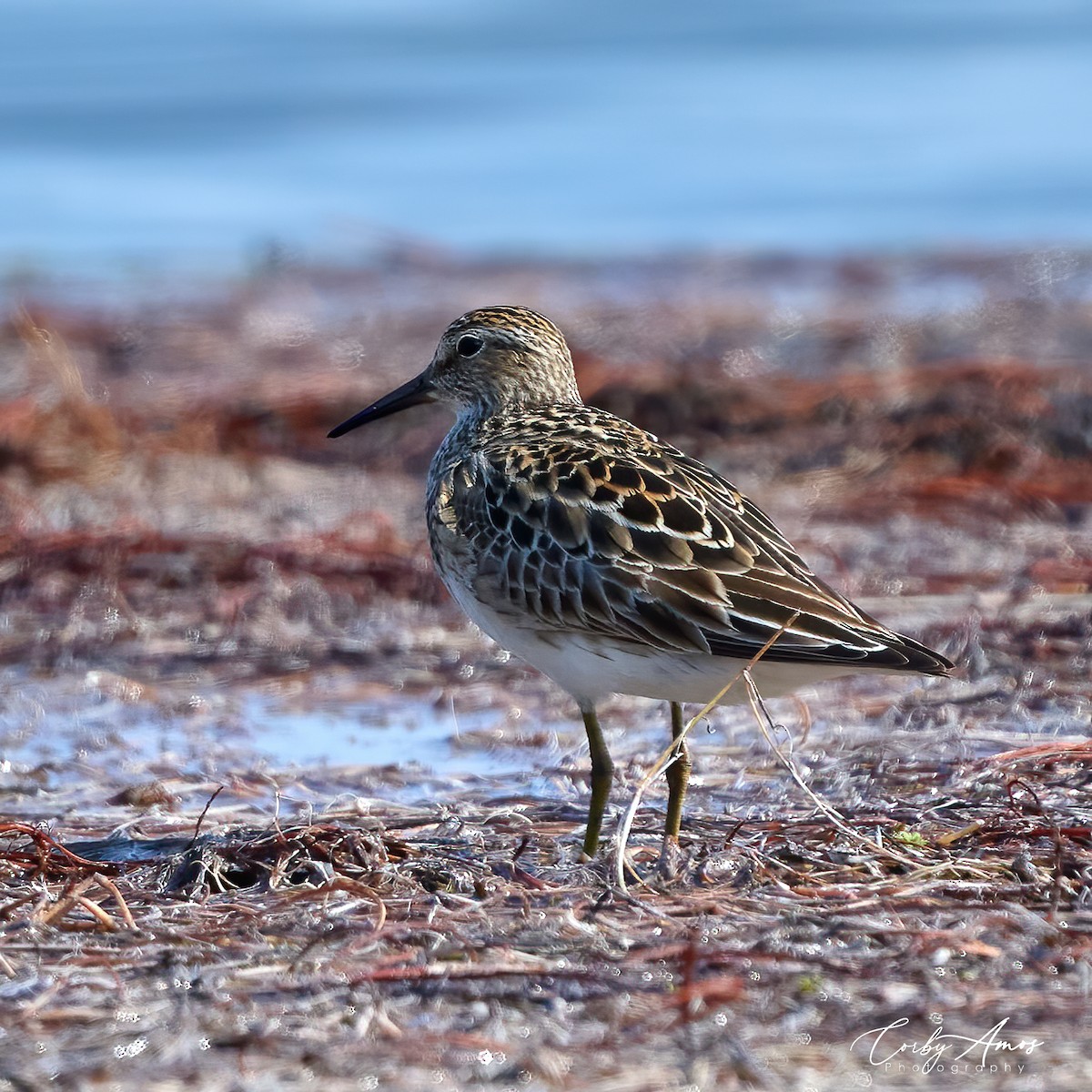 Pectoral Sandpiper - Corby Amos