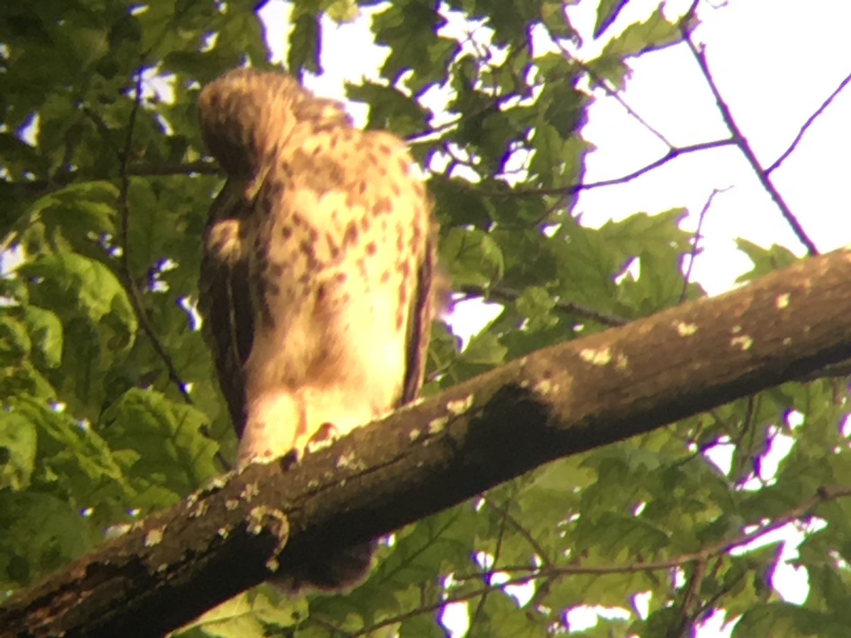 Red-shouldered Hawk - ML59826511