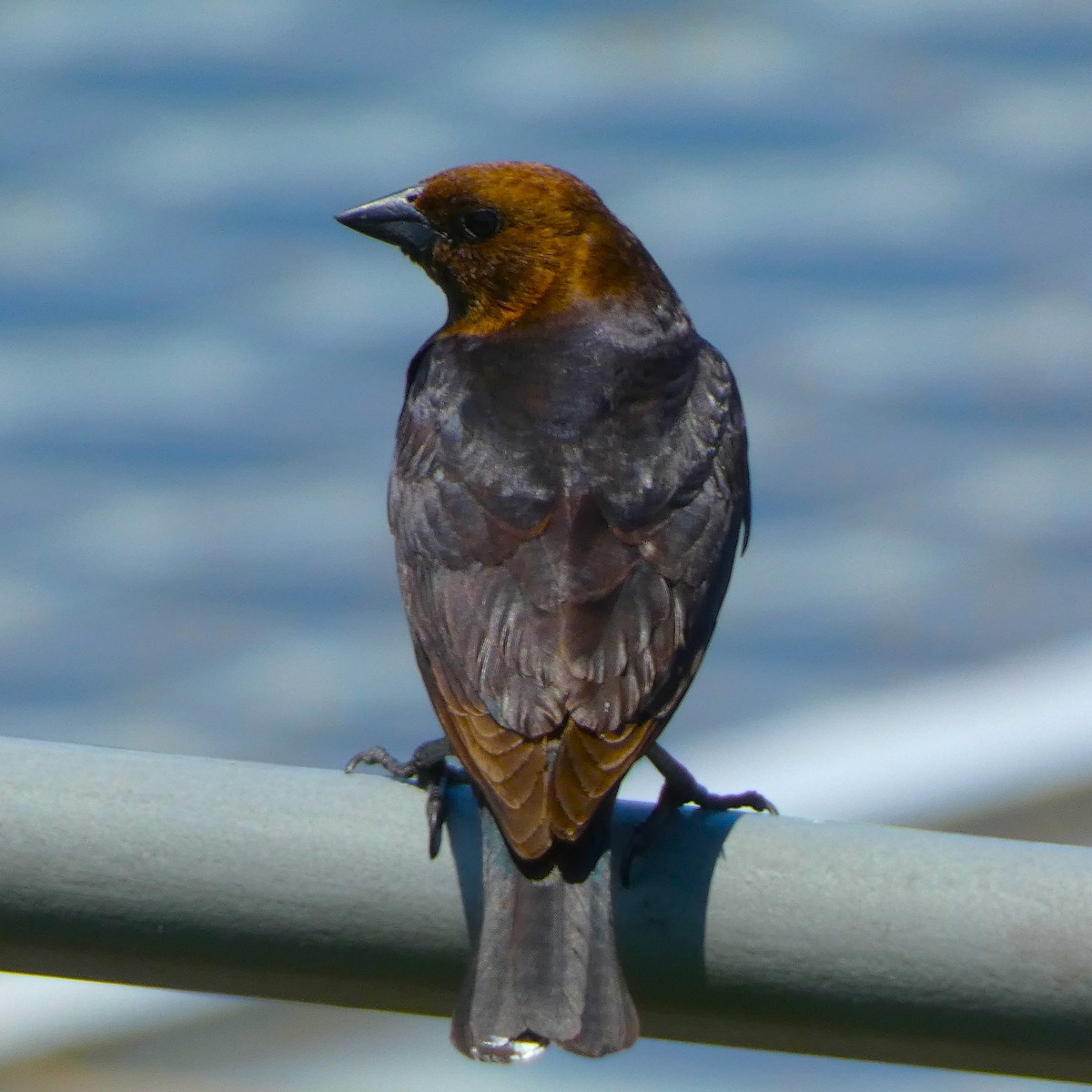 Brown-headed Cowbird - ML598265161