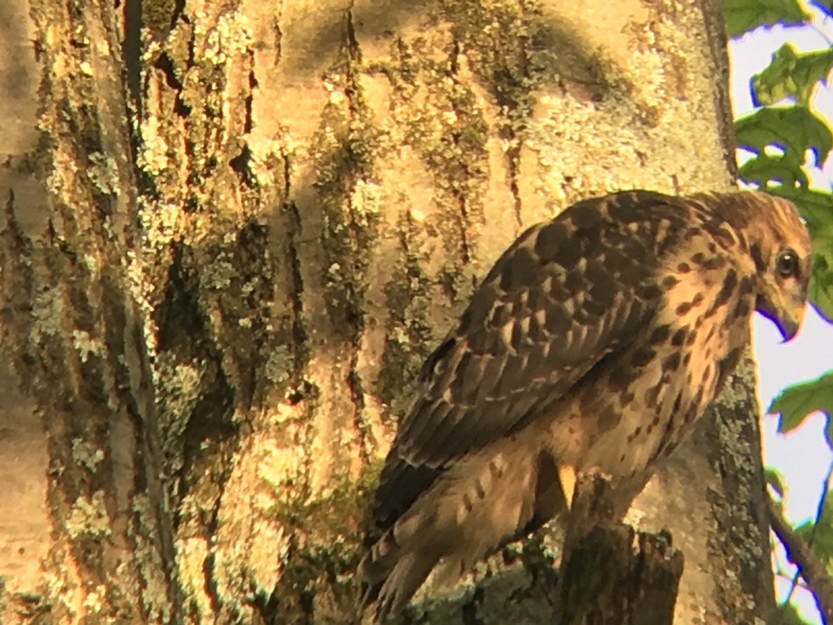 Red-shouldered Hawk - ML59826561