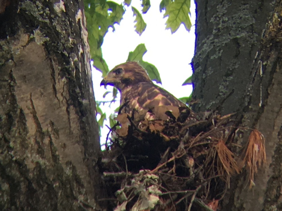 Red-shouldered Hawk - ML59826571