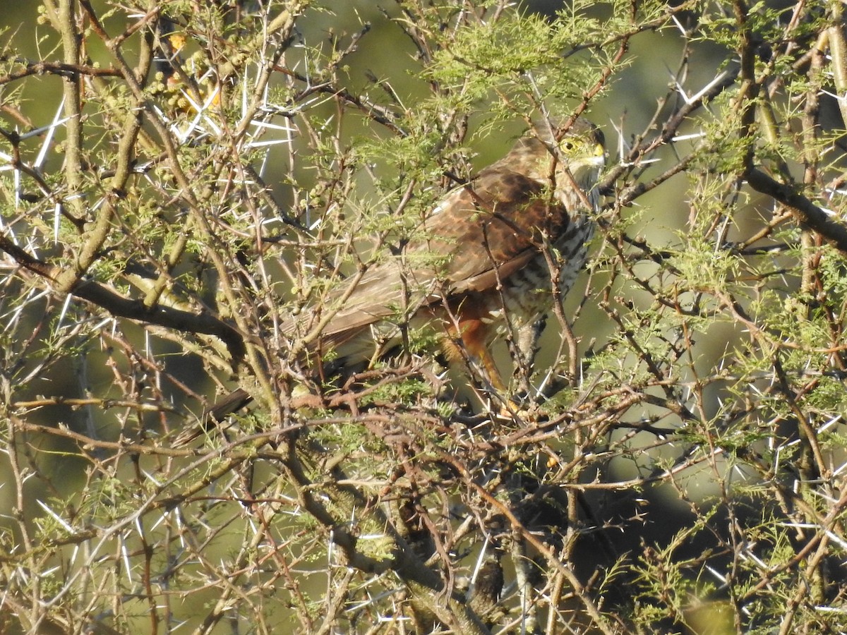 Sharp-shinned Hawk (Rufous-thighed) - ML598265751