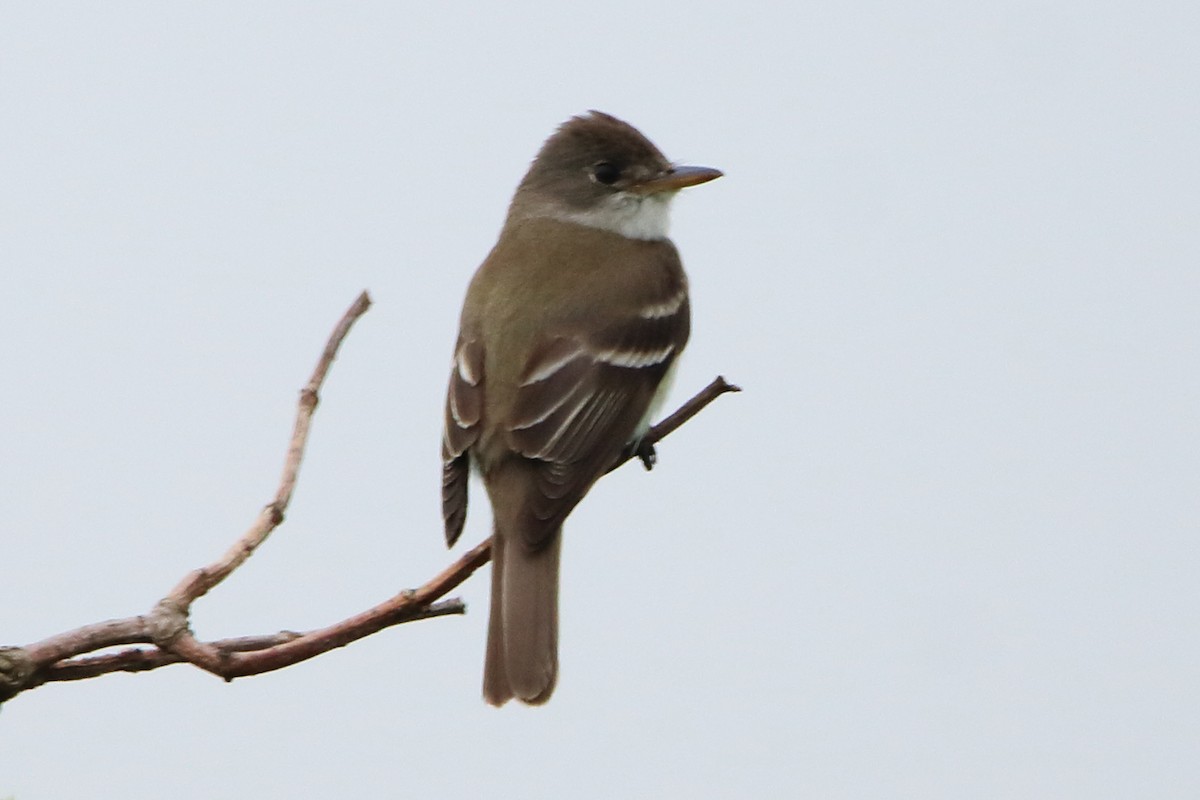 Willow Flycatcher - ML598265761