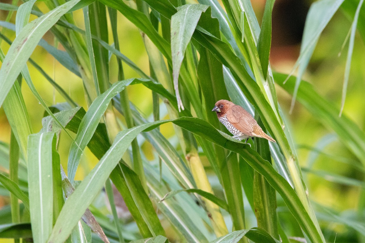 Scaly-breasted Munia - ML598267131