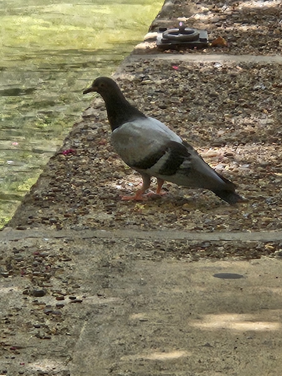 Rock Pigeon (Feral Pigeon) - ML598267291