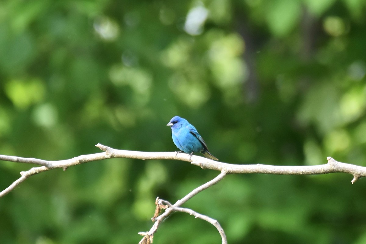 Indigo Bunting - ML598269121