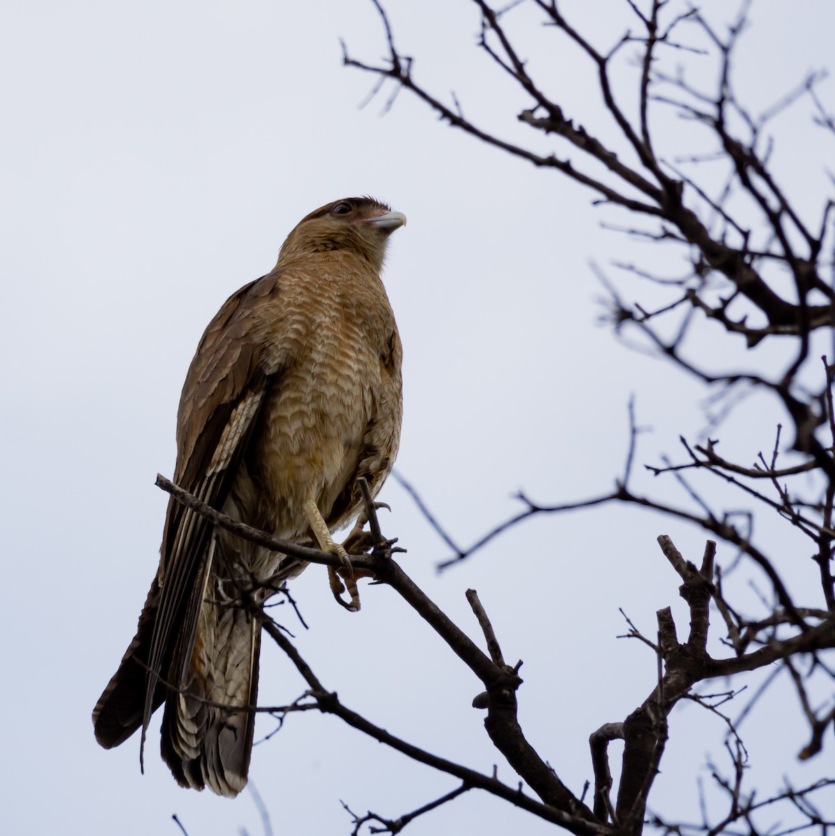 Chimango Caracara - ML598269211