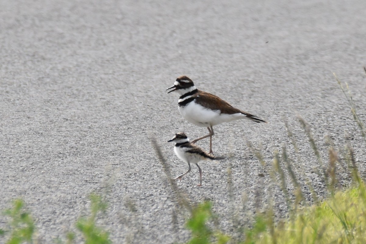 Killdeer - ML598269451