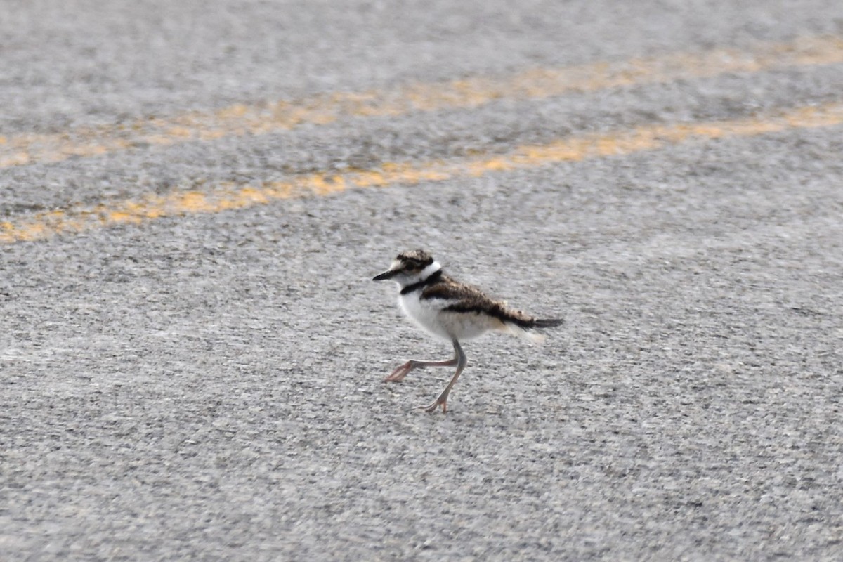 Killdeer - ML598269471