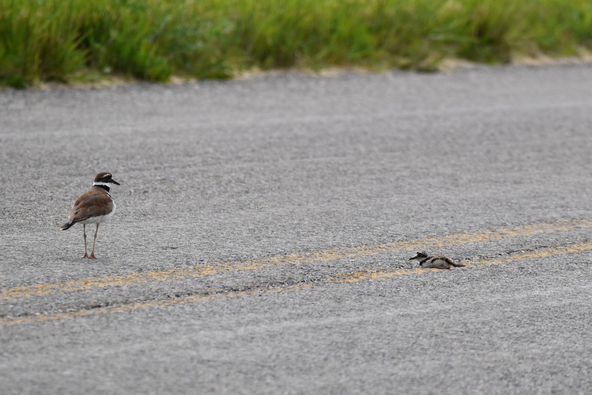 Killdeer - ML598269491