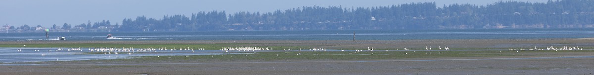 pelikán severoamerický - ML598269541