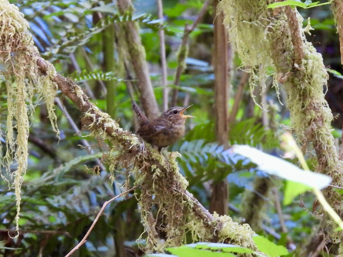 Pacific Wren - ML598270211