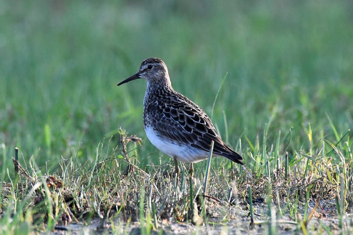 Pectoral Sandpiper - ML598270691