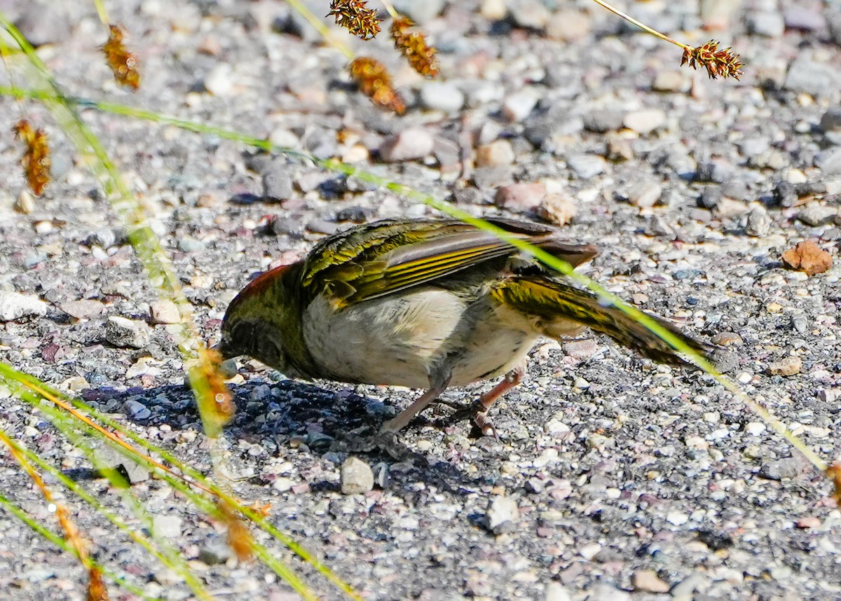 grønntovi - ML598270961