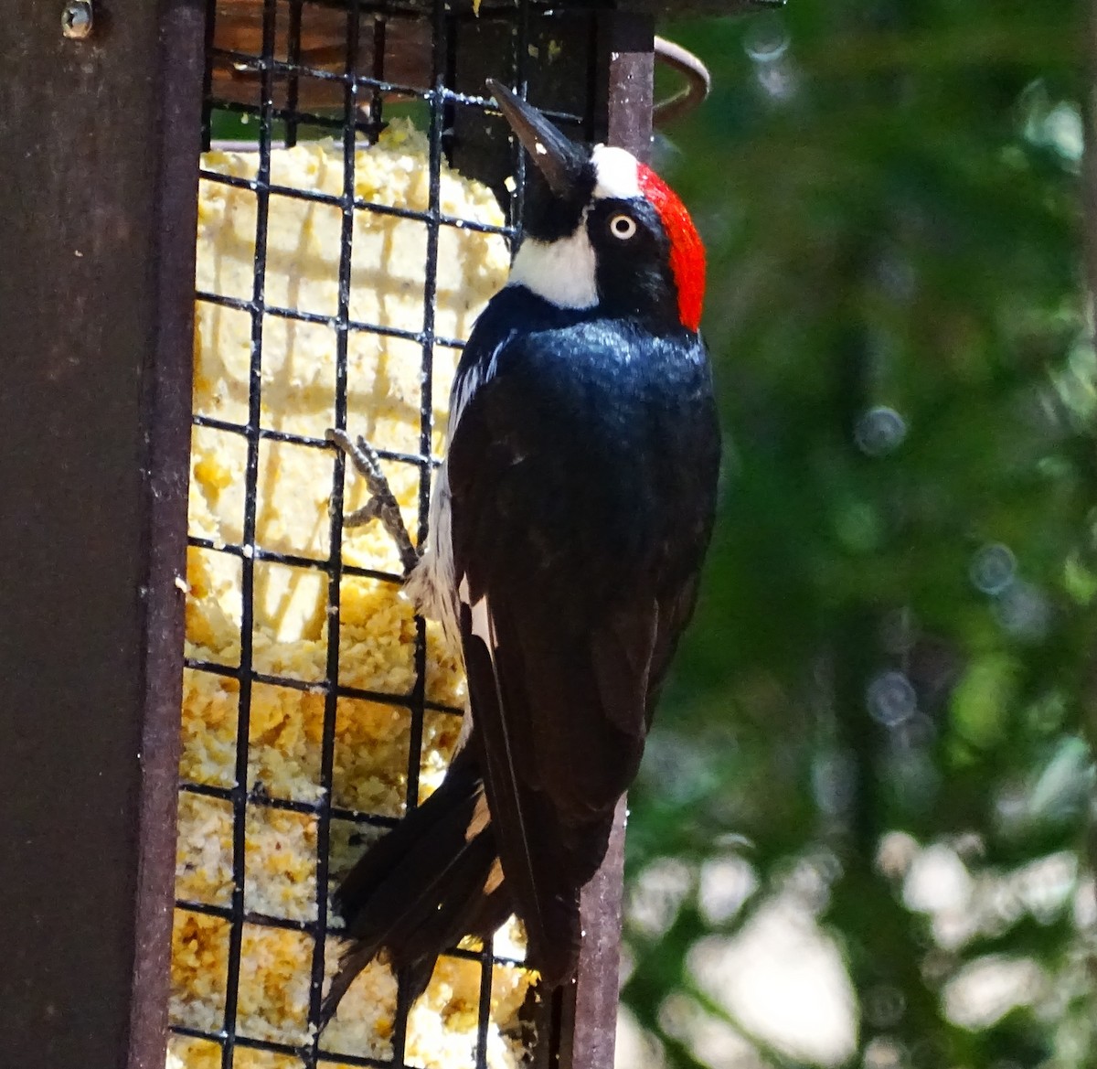 Acorn Woodpecker - ML598271231