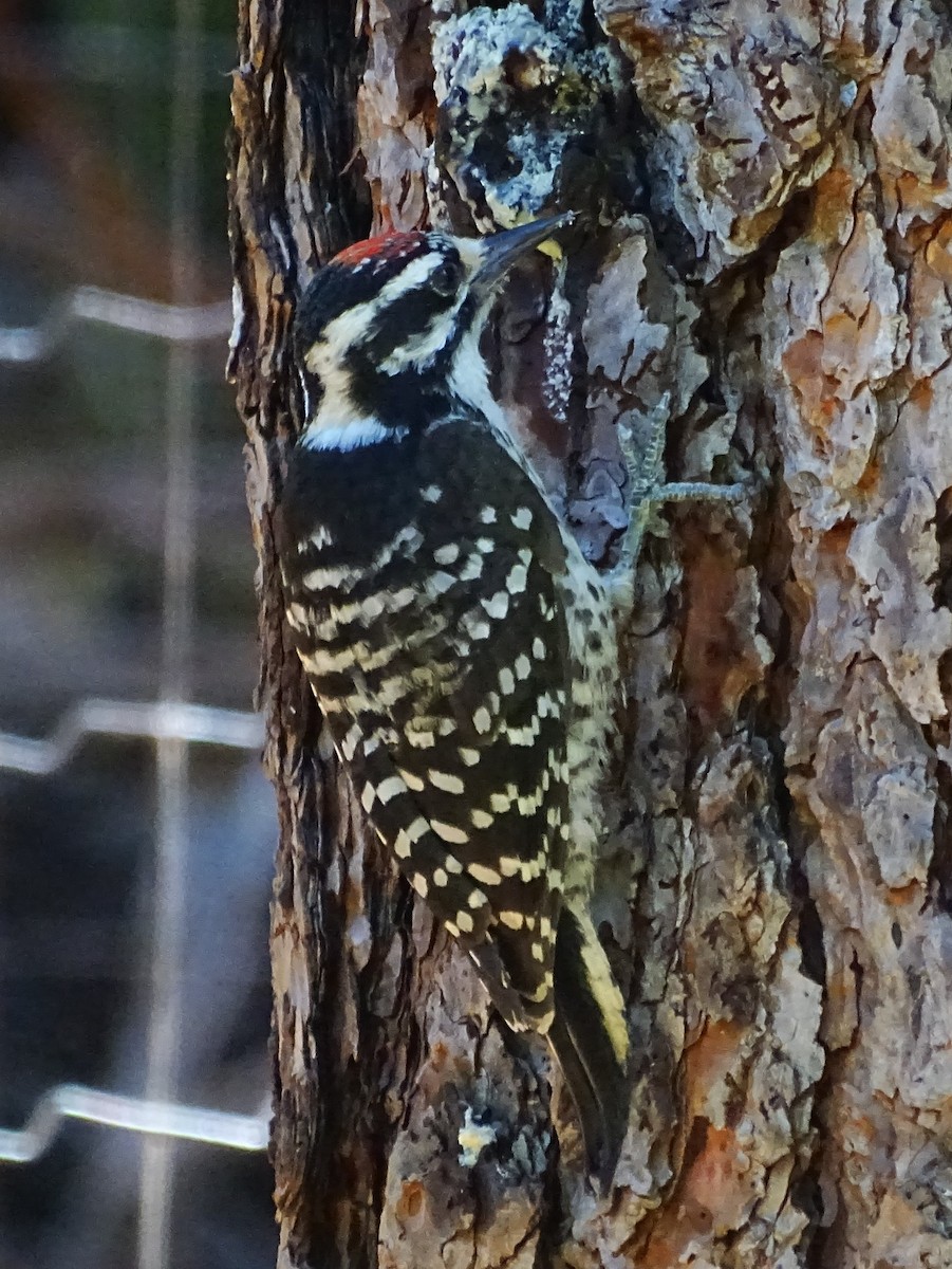 Nuttall's Woodpecker - ML598271321
