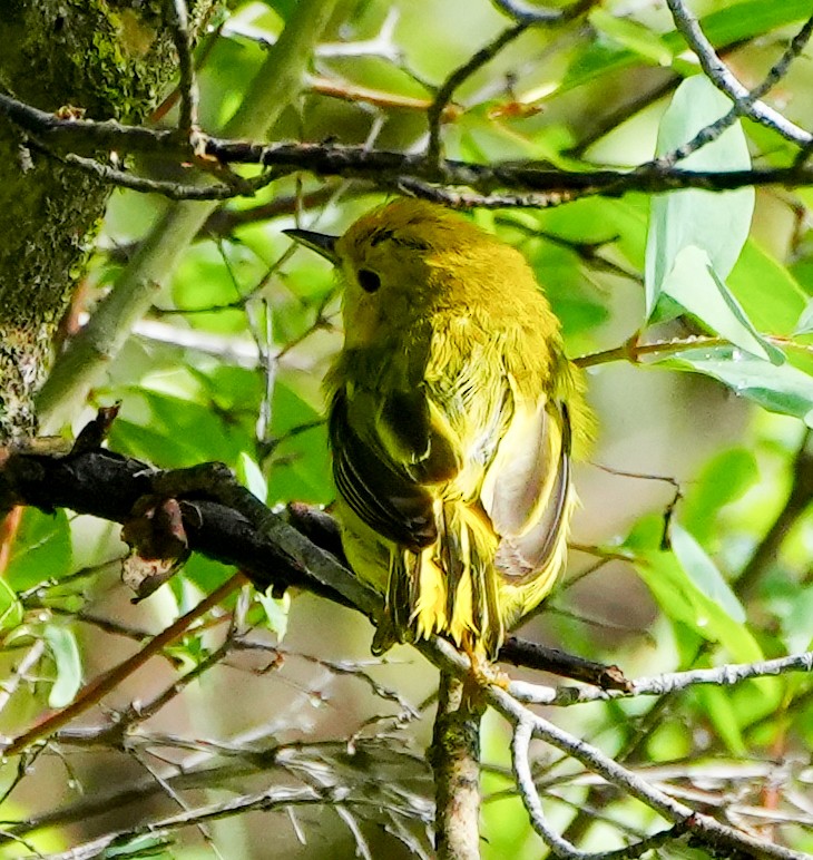 gulparula - ML598271601