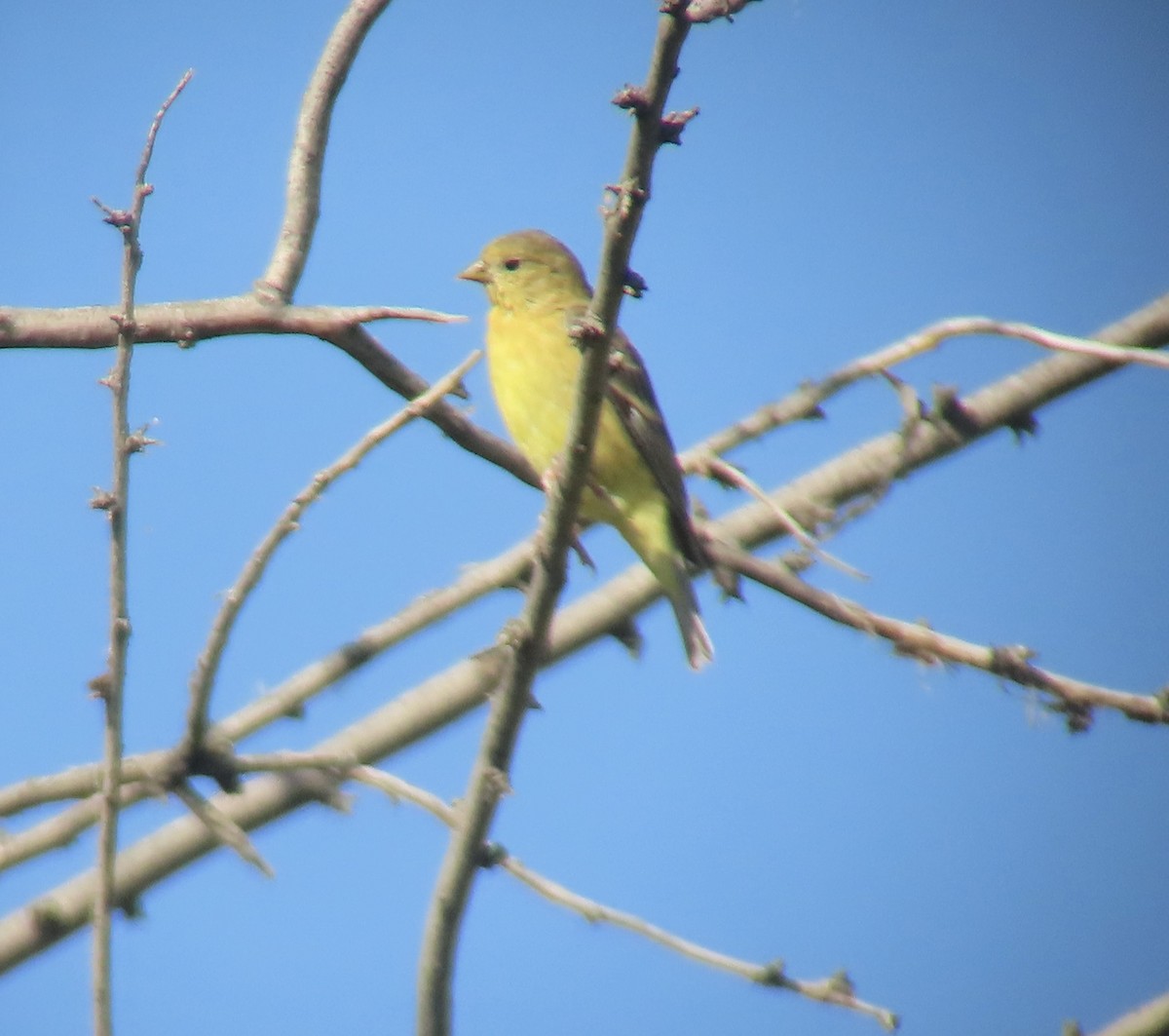 Lesser Goldfinch - ML598272231