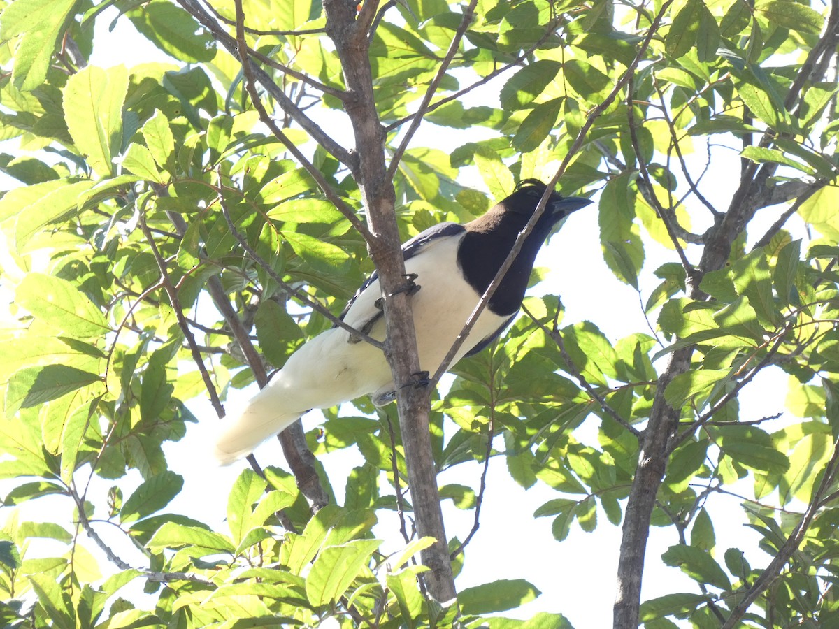 Curl-crested Jay - ML598273171