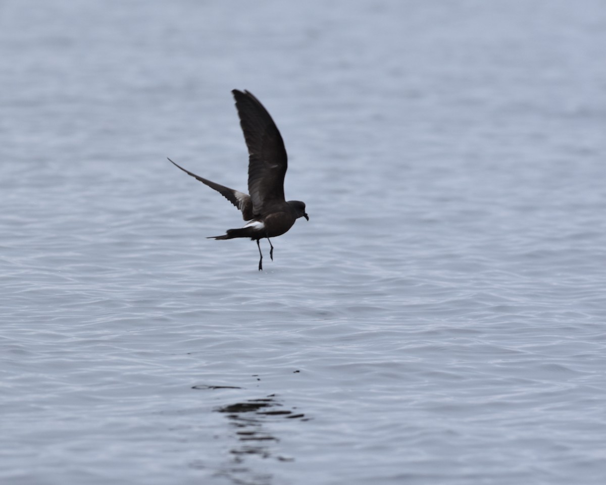 Leach's Storm-Petrel - ML598274101